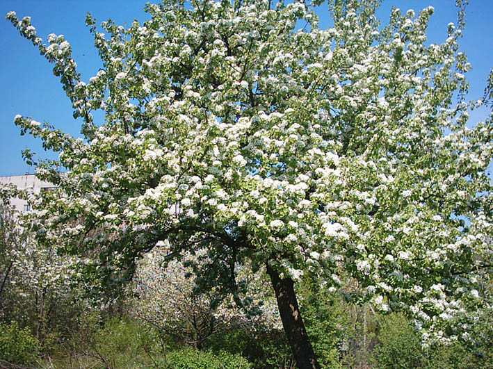 Image of Pyrus communis specimen.
