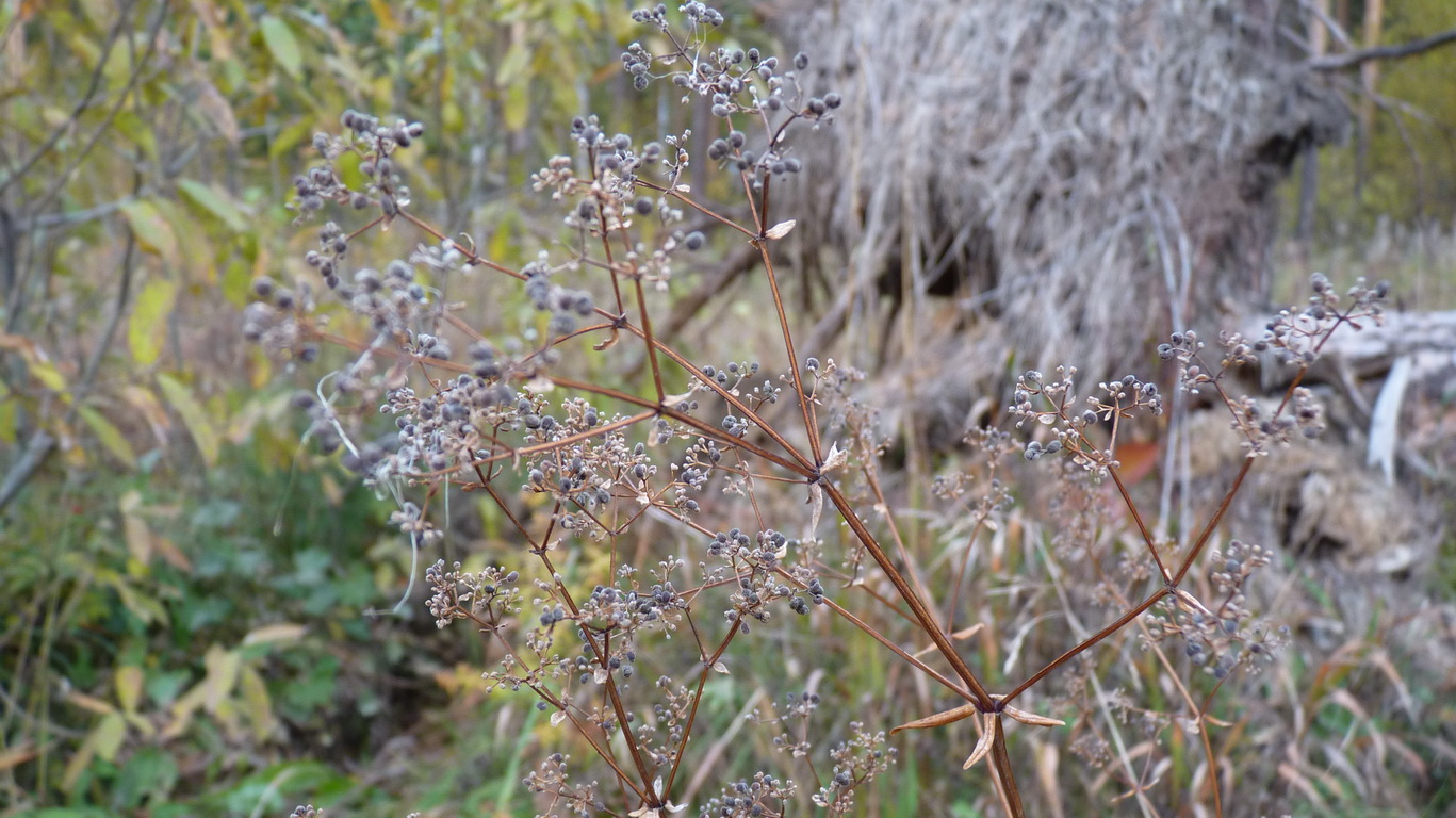 Image of Galium boreale specimen.
