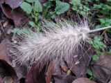 Pennisetum villosum. Соплодие. Украина, г. Запорожье, Запорожский детский ботанический сад. 06.11.2013.