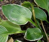 genus Hosta. Листья. Германия, г. Дюссельдорф, Ботанический сад университета. 14.08.2013.