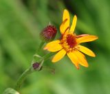 Tephroseris porphyrantha