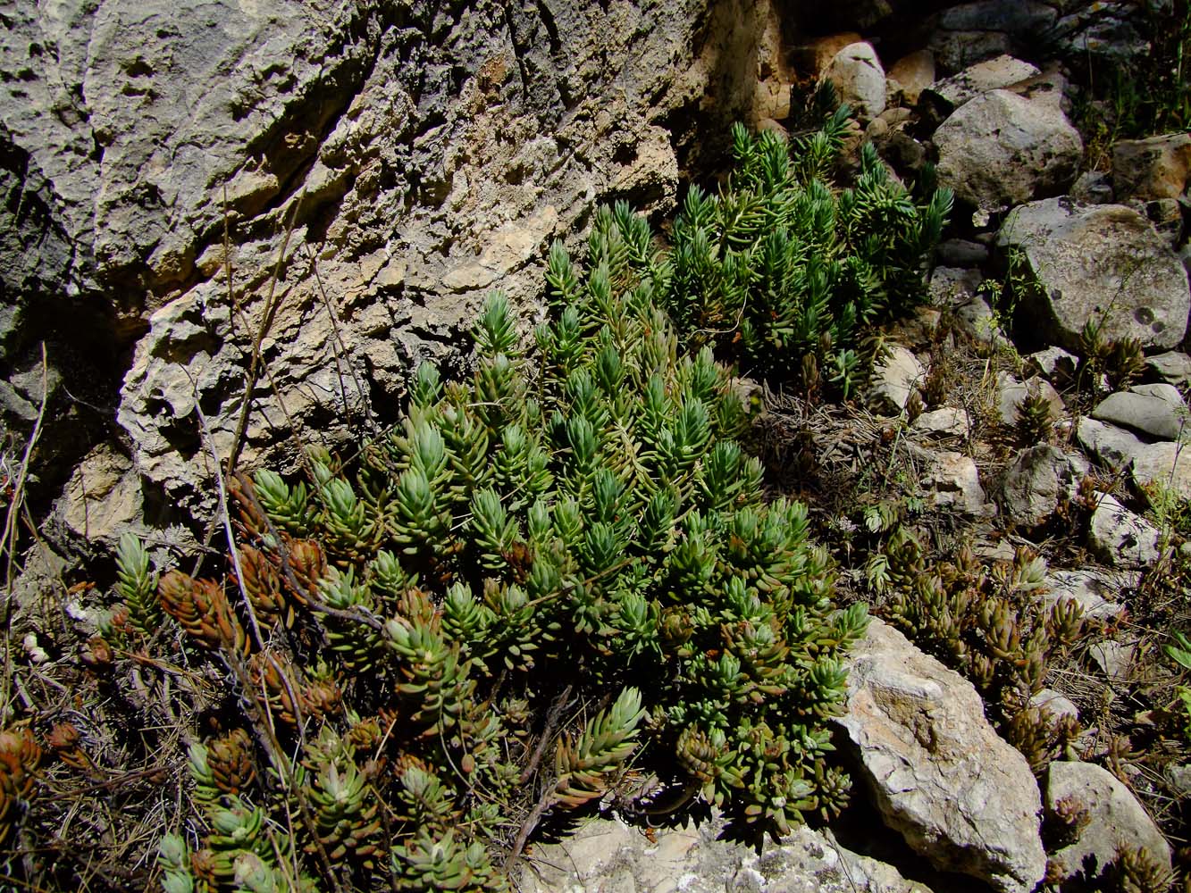 Image of Sedum sediforme specimen.