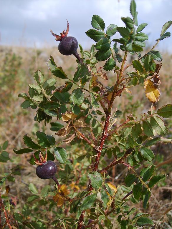 Image of Rosa spinosissima specimen.