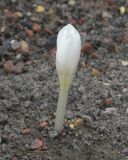 Colchicum kotschyi