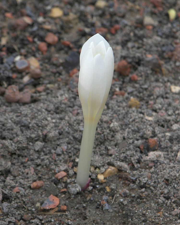 Image of Colchicum kotschyi specimen.