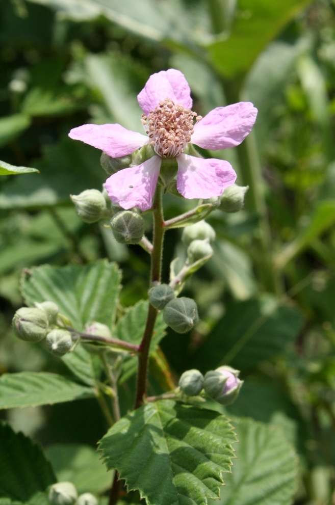 Image of Rubus sanctus specimen.