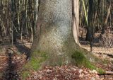 Picea abies. Комлевая часть взрослого дерева. Германия, г. Bad Lippspringe, Kurwald. 31.01.2014.