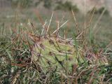 Opuntia phaeacantha разновидность camanchica. Побег-кладодий. Крым, Севастополь, высоты Кая-Баш. 03.03.2014.