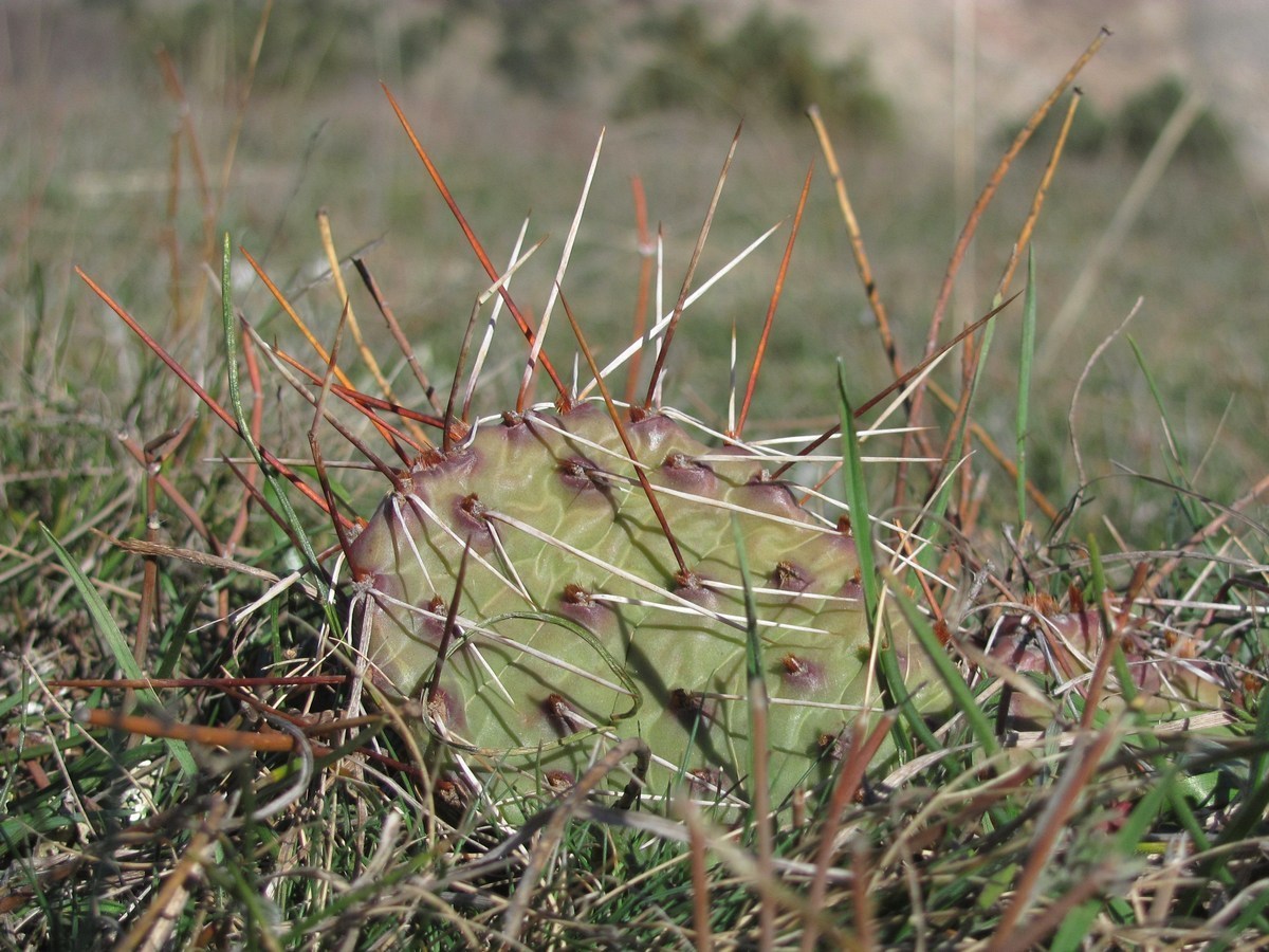 Image of Opuntia phaeacantha var. camanchica specimen.