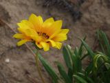 род Gazania