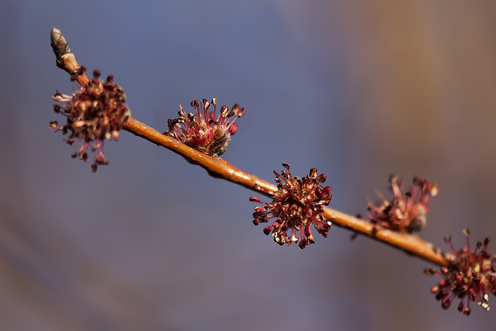 Изображение особи Ulmus minor.