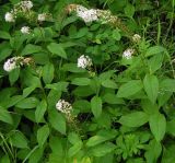 Lysimachia clethroides