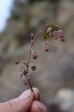 Thalictrum sultanabadense