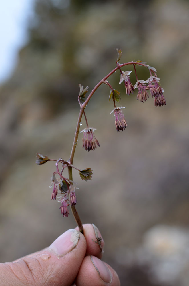 Изображение особи Thalictrum sultanabadense.