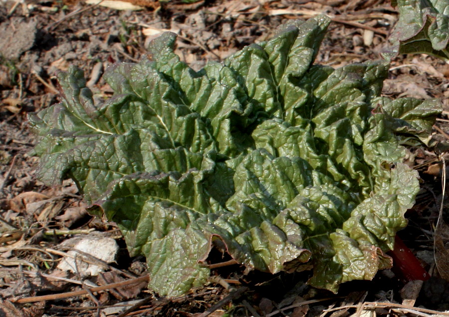 Image of Rheum alexandrae specimen.