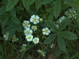 Potentilla alba