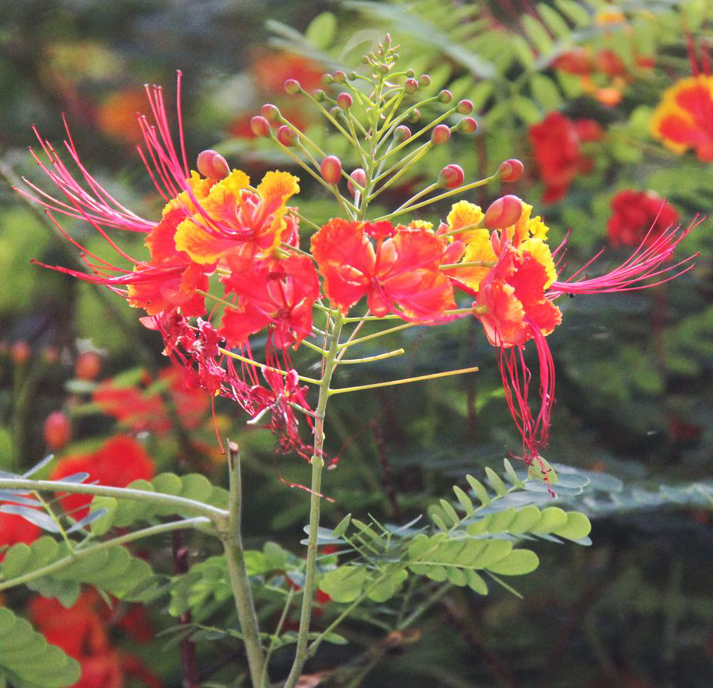 Image of Caesalpinia pulcherrima specimen.