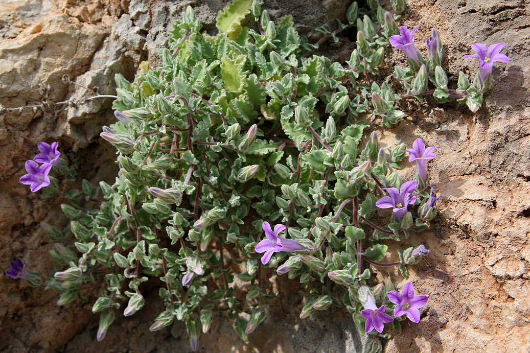 Image of Campanula anchusiflora specimen.