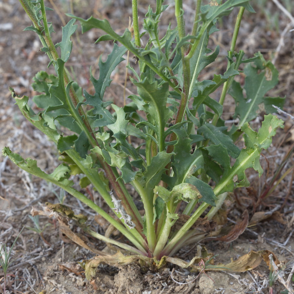 Image of Amberboa turanica specimen.