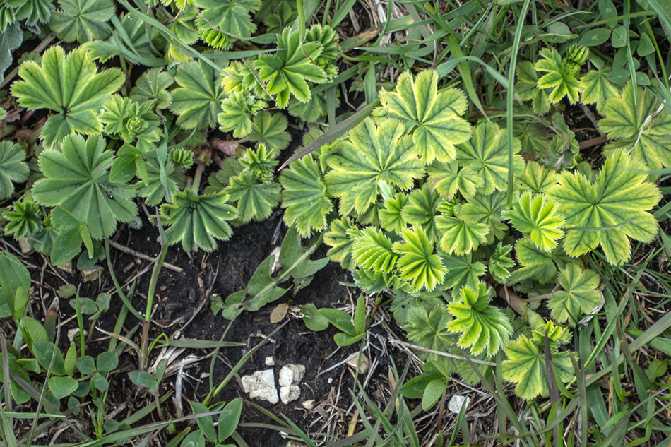 Image of genus Alchemilla specimen.