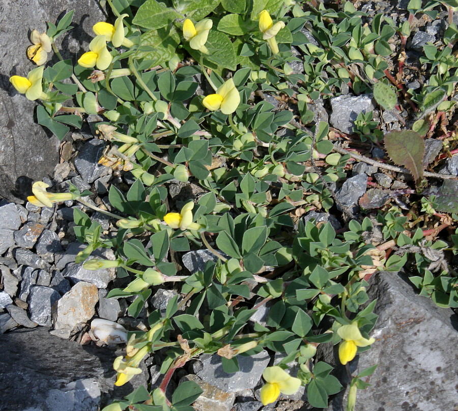 Image of Lotus maritimus specimen.