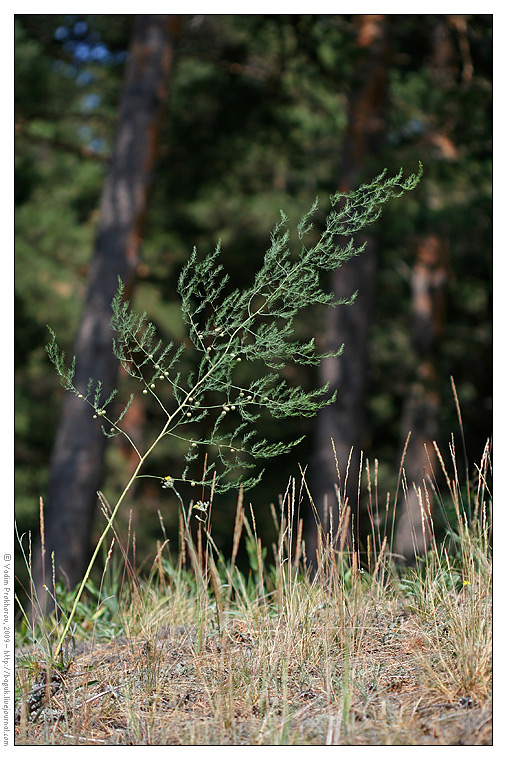 Изображение особи Asparagus officinalis.