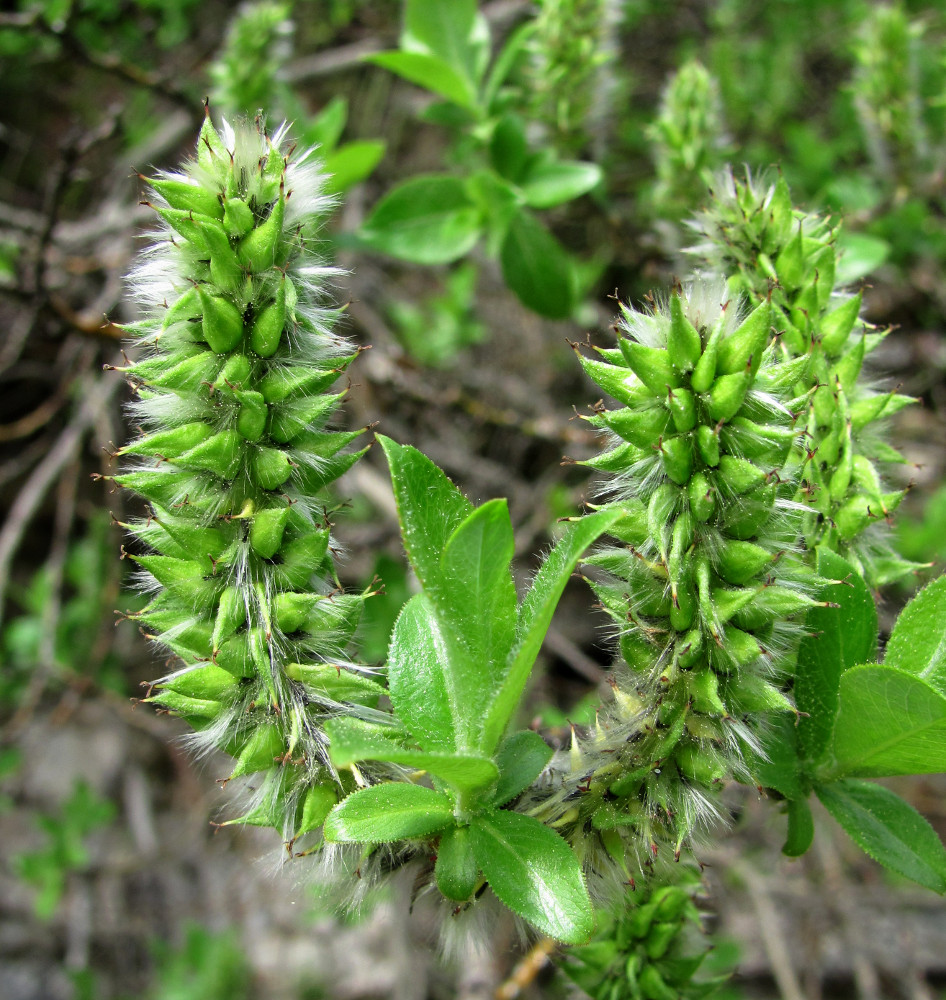 Изображение особи Salix recurvigemmata.