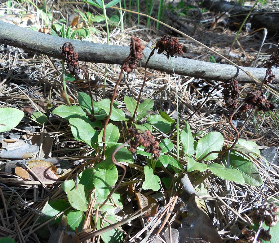 Изображение особи Orthilia secunda.