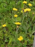 genus Pilosella