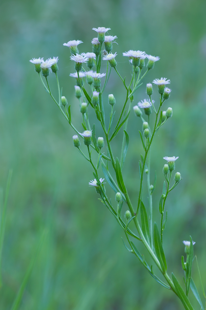 Изображение особи род Erigeron.