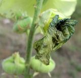 Alcea rugosa