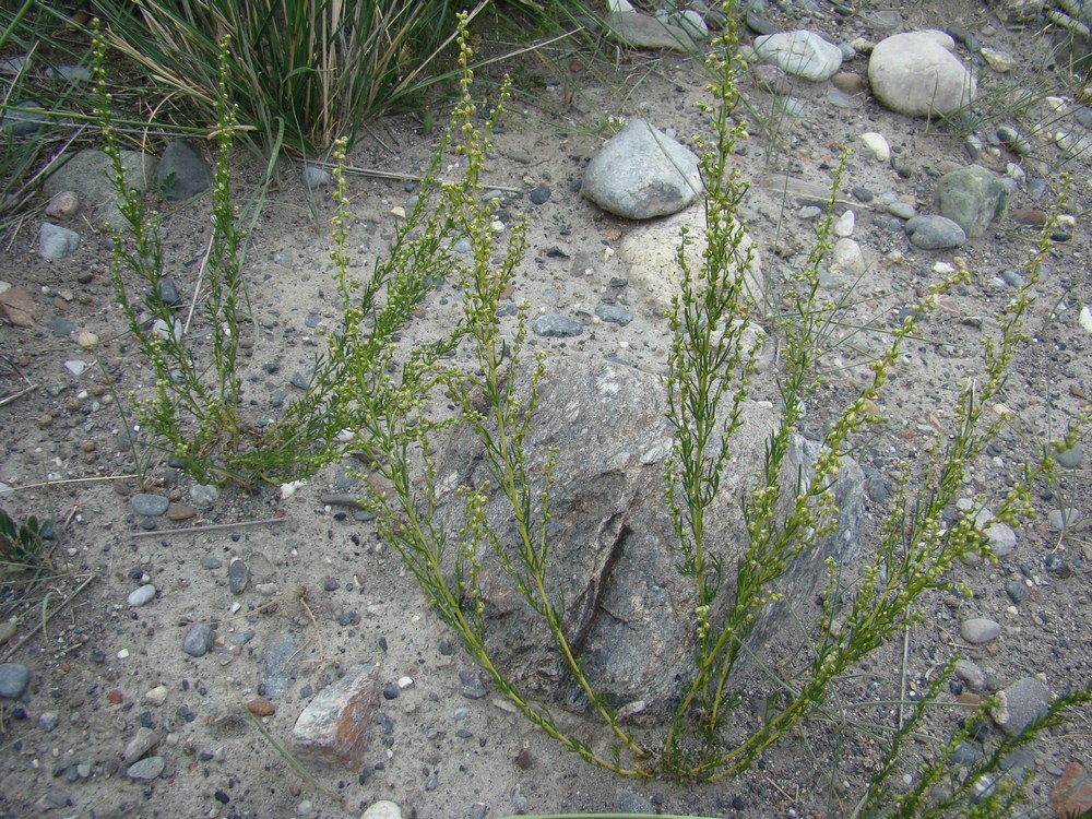 Изображение особи Artemisia saposhnikovii.