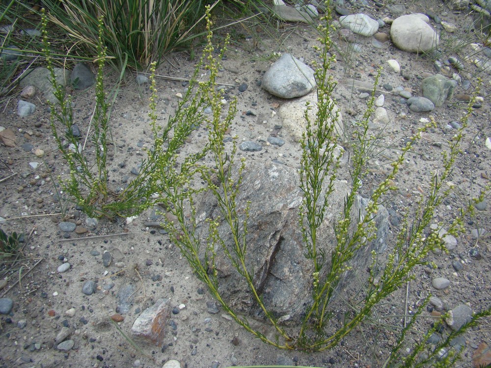 Image of Artemisia saposhnikovii specimen.