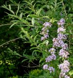 Buddleja alternifolia. Ветки с соцветиями. Германия, г. Дюссельдорф, Ботанический сад университета. 03.06.2014.