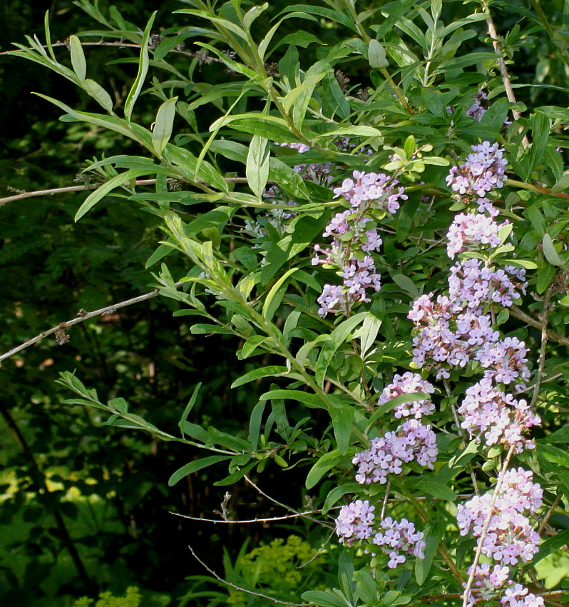 Изображение особи Buddleja alternifolia.