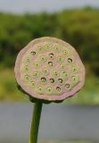 Nelumbo komarovii