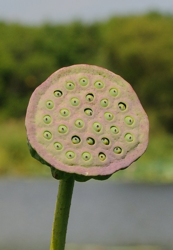 Image of Nelumbo komarovii specimen.