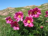 Paeonia intermedia