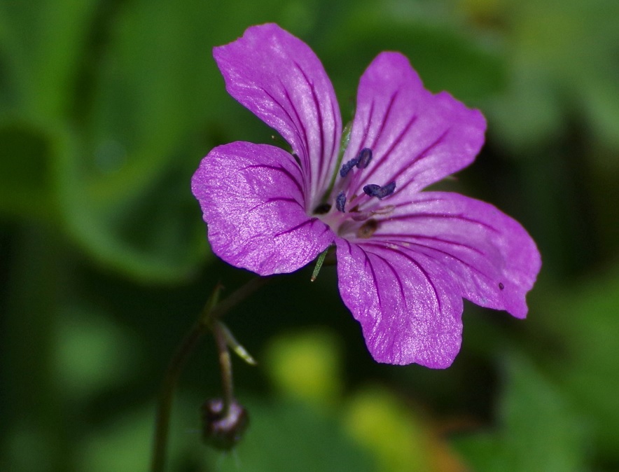 Image of Geranium rectum specimen.