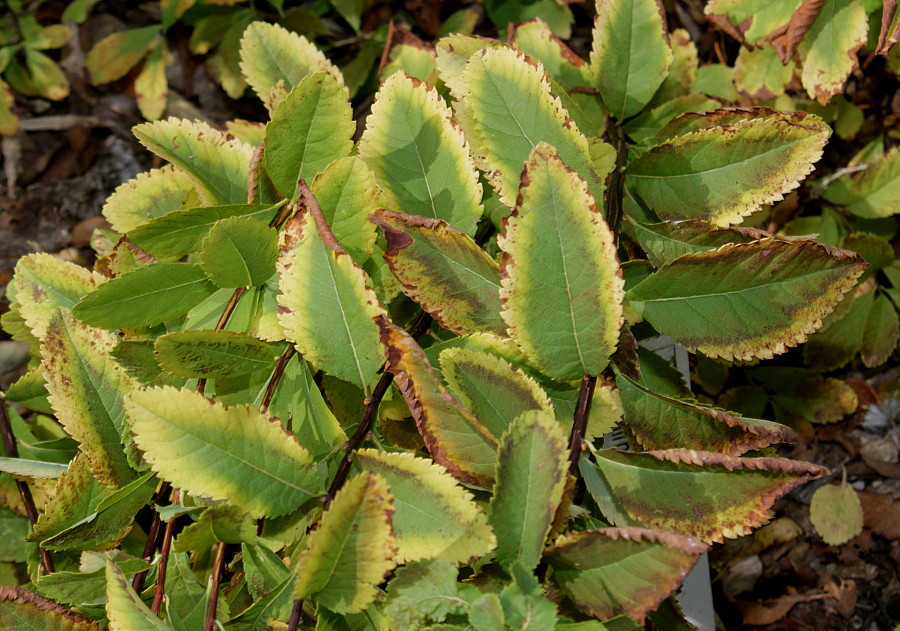 Image of Spiraea latifolia specimen.