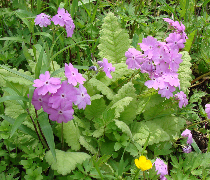 Image of Primula patens specimen.