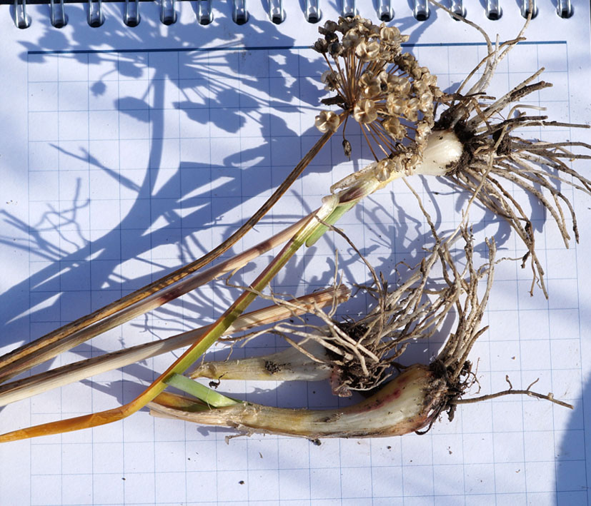 Image of Allium senescens specimen.