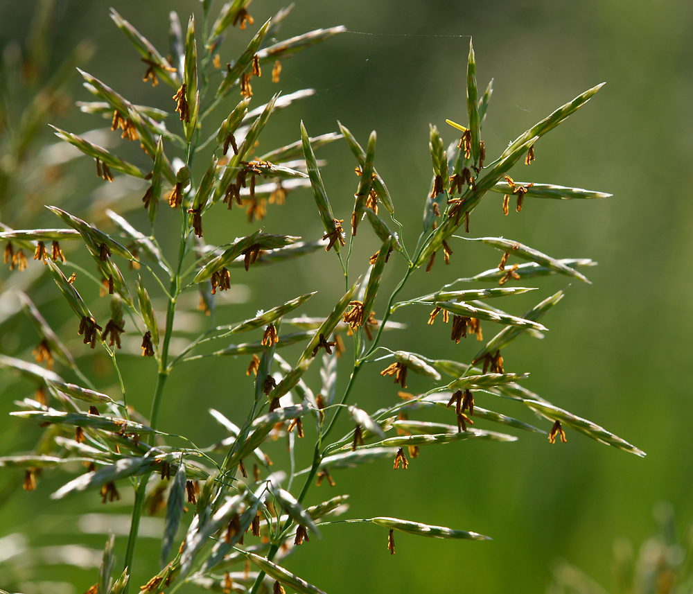 Изображение особи Bromopsis inermis.