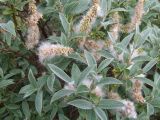 Salix lapponum