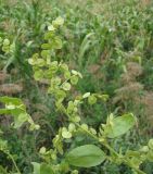 Atriplex hortensis