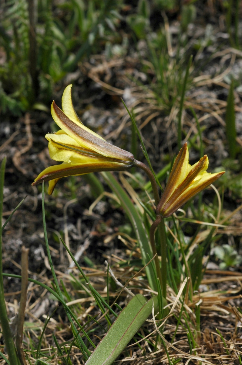 Image of Tulipa heterophylla specimen.