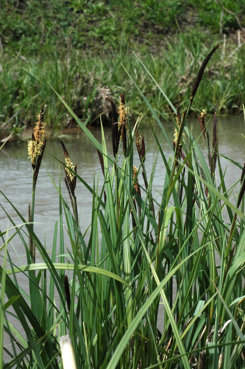 Изображение особи род Carex.