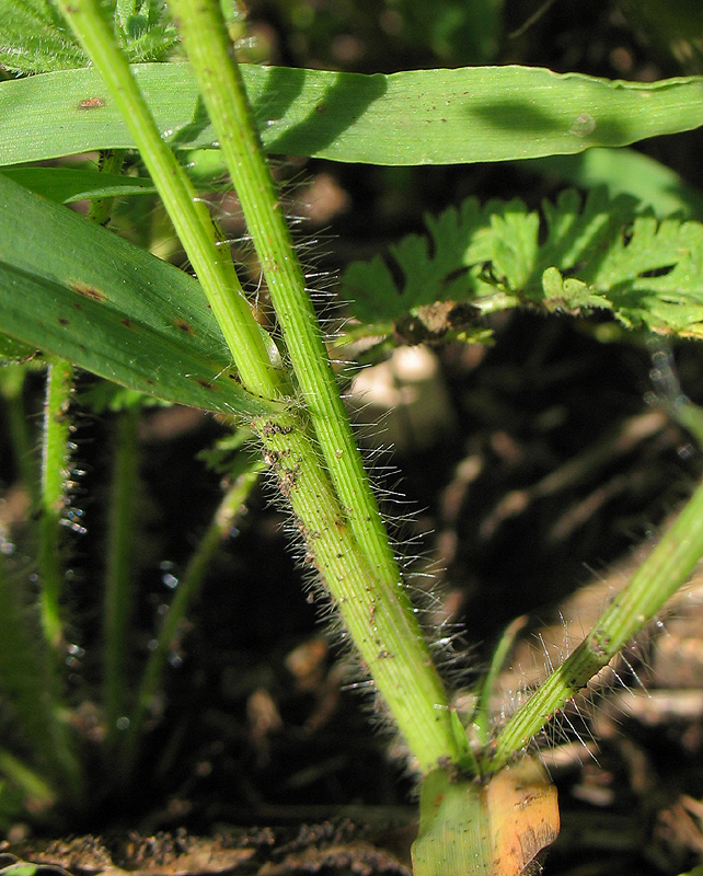 Изображение особи Panicum miliaceum ssp. ruderale.