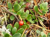 Arctostaphylos uva-ursi. Верхушка плодоносящего растения. Карелия, о. Костьян. 13.09.2009.