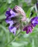 Anchusa officinalis. Соцветие. Польша, Беловежская Пуща, пос. Бяловежа. 21 июня 2009 г.